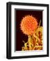 Mallow Plant Pollen Magnified 600 Times-Micro Discovery-Framed Photographic Print