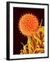 Mallow Plant Pollen Magnified 600 Times-Micro Discovery-Framed Photographic Print