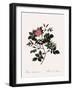 Malmedy Rose-Pierre Joseph Redoute-Framed Giclee Print