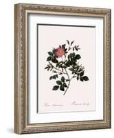 Malmedy Rose-Pierre Joseph Redoute-Framed Giclee Print
