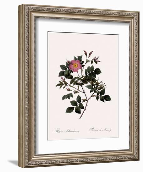 Malmedy Rose-Pierre Joseph Redoute-Framed Giclee Print