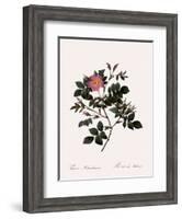 Malmedy Rose-Pierre Joseph Redoute-Framed Giclee Print