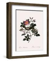 Malmedy Rose-Pierre Joseph Redoute-Framed Giclee Print