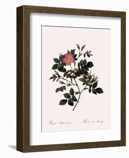 Malmedy Rose-Pierre Joseph Redoute-Framed Giclee Print