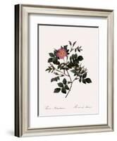 Malmedy Rose-Pierre Joseph Redoute-Framed Giclee Print