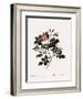 Malmedy Rose-Pierre Joseph Redoute-Framed Giclee Print
