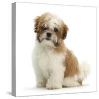 Maltese Cross Shih-Tzu Pup, Leo, 13 Weeks Old, Sitting-Mark Taylor-Stretched Canvas