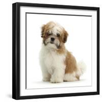 Maltese Cross Shih-Tzu Pup, Leo, 13 Weeks Old, Sitting-Mark Taylor-Framed Premium Photographic Print