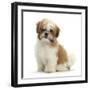 Maltese Cross Shih-Tzu Pup, Leo, 13 Weeks Old, Sitting-Mark Taylor-Framed Premium Photographic Print