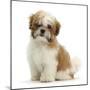 Maltese Cross Shih-Tzu Pup, Leo, 13 Weeks Old, Sitting-Mark Taylor-Mounted Premium Photographic Print