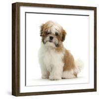 Maltese Cross Shih-Tzu Pup, Leo, 13 Weeks Old, Sitting-Mark Taylor-Framed Photographic Print