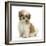 Maltese Cross Shih-Tzu Pup, Leo, 13 Weeks Old, Sitting-Mark Taylor-Framed Photographic Print