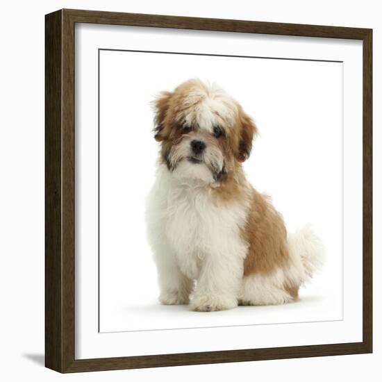 Maltese Cross Shih-Tzu Pup, Leo, 13 Weeks Old, Sitting-Mark Taylor-Framed Photographic Print