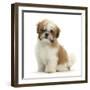 Maltese Cross Shih-Tzu Pup, Leo, 13 Weeks Old, Sitting-Mark Taylor-Framed Photographic Print