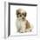 Maltese Cross Shih-Tzu Pup, Leo, 13 Weeks Old, Sitting-Mark Taylor-Framed Photographic Print