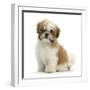 Maltese Cross Shih-Tzu Pup, Leo, 13 Weeks Old, Sitting-Mark Taylor-Framed Photographic Print