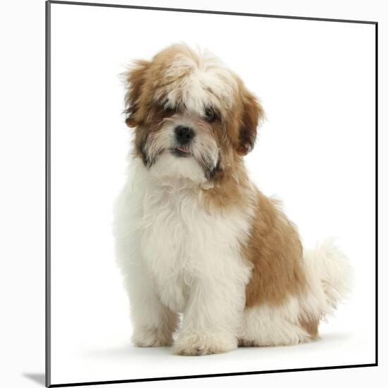 Maltese Cross Shih-Tzu Pup, Leo, 13 Weeks Old, Sitting-Mark Taylor-Mounted Photographic Print