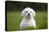 Maltese Dog in Garden-null-Stretched Canvas