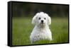 Maltese Dog in Garden-null-Framed Stretched Canvas