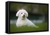 Maltese Dog in Garden-null-Framed Stretched Canvas