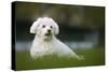 Maltese Dog in Garden-null-Stretched Canvas