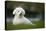 Maltese Dog in Garden-null-Stretched Canvas