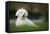Maltese Dog in Garden-null-Framed Stretched Canvas