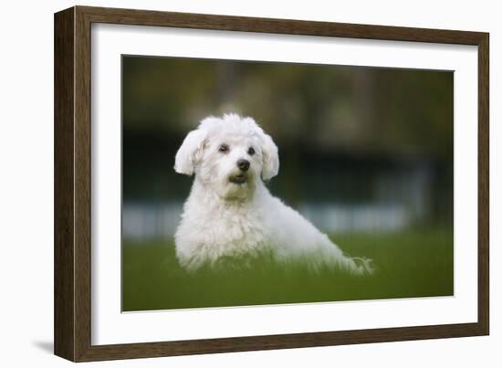 Maltese Dog in Garden-null-Framed Photographic Print