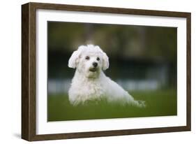 Maltese Dog in Garden-null-Framed Photographic Print