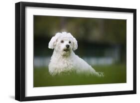 Maltese Dog in Garden-null-Framed Photographic Print