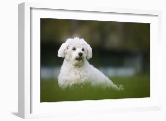 Maltese Dog in Garden-null-Framed Photographic Print