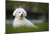 Maltese Dog in Garden-null-Mounted Photographic Print