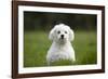 Maltese Dog in Garden-null-Framed Photographic Print