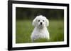 Maltese Dog in Garden-null-Framed Photographic Print