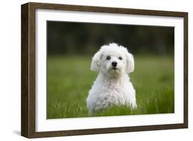 Maltese Dog in Garden-null-Framed Photographic Print