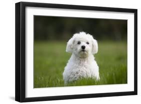 Maltese Dog in Garden-null-Framed Photographic Print