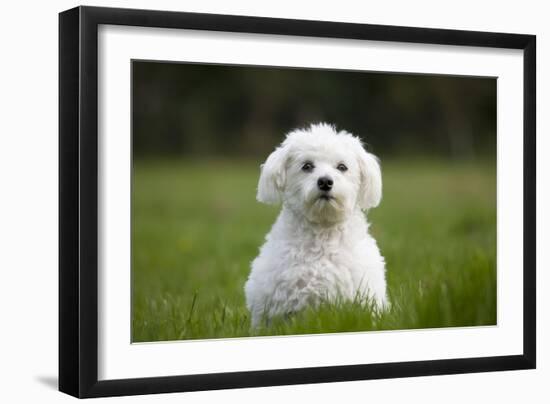 Maltese Dog in Garden-null-Framed Photographic Print