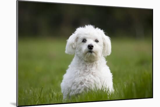 Maltese Dog in Garden-null-Mounted Photographic Print