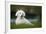 Maltese Dog in Garden-null-Framed Photographic Print