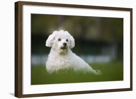 Maltese Dog in Garden-null-Framed Photographic Print