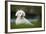 Maltese Dog in Garden-null-Framed Photographic Print