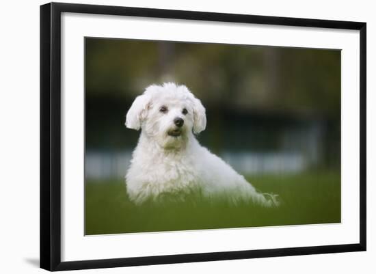 Maltese Dog in Garden-null-Framed Photographic Print