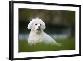 Maltese Dog in Garden-null-Framed Photographic Print