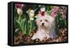 Maltese Dog with Red Ribbon in Spring Flowers, El Paso, Illinois, USA-Lynn M^ Stone-Framed Stretched Canvas