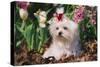 Maltese Dog with Red Ribbon in Spring Flowers, El Paso, Illinois, USA-Lynn M^ Stone-Stretched Canvas