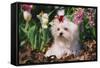 Maltese Dog with Red Ribbon in Spring Flowers, El Paso, Illinois, USA-Lynn M^ Stone-Framed Stretched Canvas