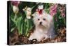Maltese Dog with Red Ribbon in Spring Flowers, El Paso, Illinois, USA-Lynn M^ Stone-Stretched Canvas