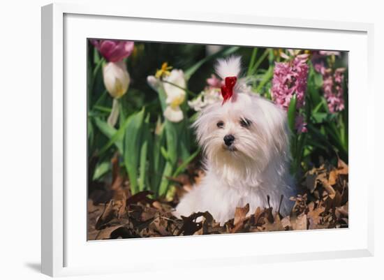 Maltese Dog with Red Ribbon in Spring Flowers, El Paso, Illinois, USA-Lynn M^ Stone-Framed Photographic Print