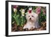 Maltese Dog with Red Ribbon in Spring Flowers, El Paso, Illinois, USA-Lynn M^ Stone-Framed Photographic Print