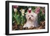 Maltese Dog with Red Ribbon in Spring Flowers, El Paso, Illinois, USA-Lynn M^ Stone-Framed Photographic Print